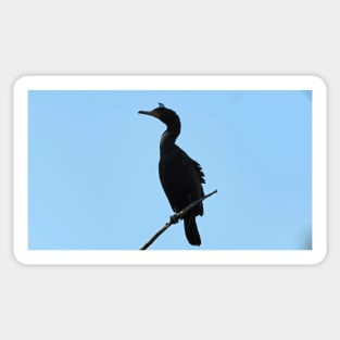 Double-crested Cormorant Perched Sticker